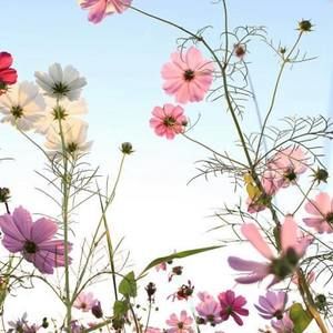 Meet your Posher, Brook